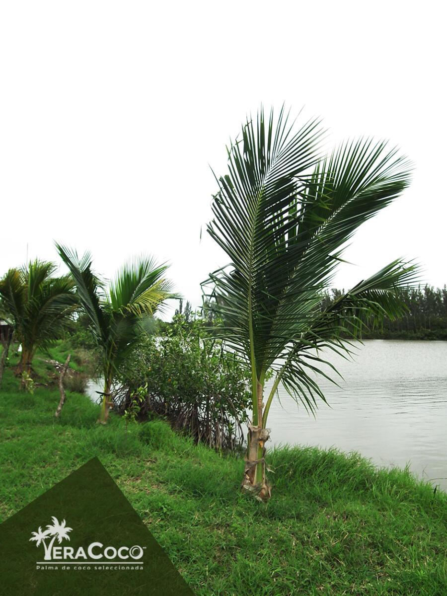 Palma híbrida joven, VeraCoco. Veracruz, México