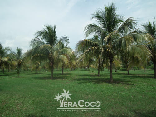 Nuestra huerta madre productora de palma híbrida resistente al Amarillamiento Letal, así como palma Alta del Pacífico y Enana Amarilla Malaya.