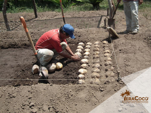 Camas germinadoras, Veracoco, Veracruz México