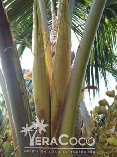 Palma de espata doble en nuestra Huerta en Nautla, Veracruz. Veracoco